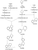 Nornicotine - an overview | ScienceDirect Topics
