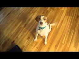 Check spelling or type a new query. Meet Molly The German Shorthaired Pointer Brittany Spaniel Mix Youtube