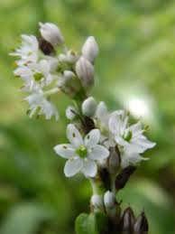 Image result for Chlorophytum galpinii