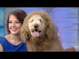 Teddy bear cut grooming styles for poodles scarlet s. Doodle Haircuts To Swoon Over Tons Of Pictures
