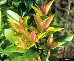 Image result for Ardisia buesgenii