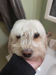 Elissabat doll head replacement options needed