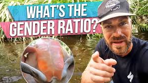 Gotta Catch ALL my PinkBelly Sideneck Turtles!