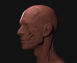 Artstation David Bowie Anatomy Face Free Download File Rodrigo Avila Anatomy David Bowie Face