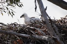 Wee little Spring Eaglet surveying the Mulligans landscape