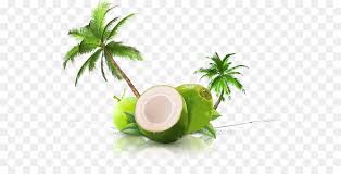 Coconut free download png resolution: Oil Background Png Download 577 451 Free Transparent Coconut Water Png Download Cleanpng Kisspng