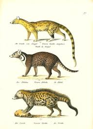 Small Spotted Genet Indian Civet And African Civet African Civet Animal Tattoos Mammals