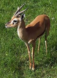 Image result for ethiopian endemic mammals