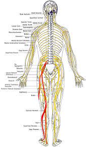 The thoracic spine helps keep the body upright and stable. Sciatica Relief Symptoms And Causes Spinecare Chiropractic