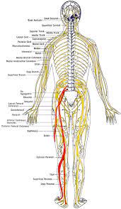 Finally, we need to apply the equations of equilibrium to solve for any unknowns. Sciatica Relief Symptoms And Causes Spinecare Chiropractic