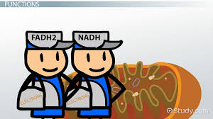 Nicotinamide adenine dinucleotide (nad) is a coenzyme central to metabolism. Fadh2 Nadh Definition Overview Video Lesson Transcript Study Com