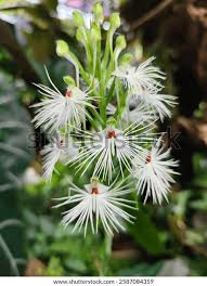 Image result for Habenaria macrura