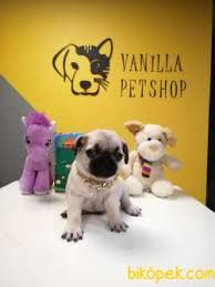 Satilik Pug Mops Fiyatlari Ilanlari Bakimi Beslenmesi Ve Ucretsiz Sahiplendirme Bikopek Com