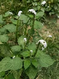 Image result for Heliotropium indicum