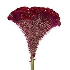 Celosia Fresh Dark Red Flowers Fiftyflowers Com Red Flowers Wholesale Flowers Burgundy Flowers