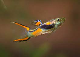 However, because of the close relationship to. Endler Guppy Poecilia Wingei Haltung Und Pflege Im Aquarium Zooplus