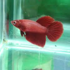 Emas batangan senilai sekitar rp 1 juta rupiah itu, ia gunakan untuk membeli empat ekor ikan cupang impor jenis super gold. Ikan Cupang Hias Betina Half Moon Super Red Size Indukan Beli 1 Gratis 1 Shopee Indonesia