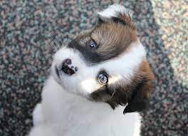 Royalty Free Photo Long Coated White And Brown Puppy Pickpik