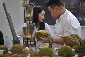 M7 valley berhad & m7 plantation berhad is a malaysian established company focusing on agriculture, specifically durian of the the company sees huge business potential in durian farming and is developing projects with the name called durian valley in the state of kelantan, malaysia. Malaysia Growers Bet On Durian As China Goes Bananas For World S Smelliest Fruit The Japan Times