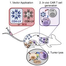 We did not find results for: In Vivo Generation Of Car T Cells Selectively In Human Cd4 Lymphocytes Molecular Therapy