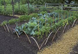 Veggie Garden Design Ideas Make Your Vegetable Garden Beautiful Finegardening