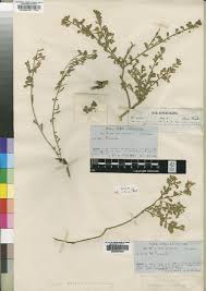 Image result for Cissus welwitschii