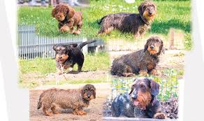 Tiere im seniorenheim | zuhause gefunden: Dackel Alarm Im Tierheim Lengerich