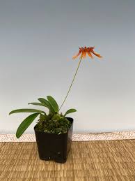 Image result for Bulbophyllum vulcanicum