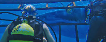 Résultat de recherche d'images pour "47 meters down"