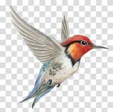 Bird Humming Bird Flying White And Red Hummingbird Illustration Transparent Background Png Clip Hummingbird Illustration Light Background Images Png Images