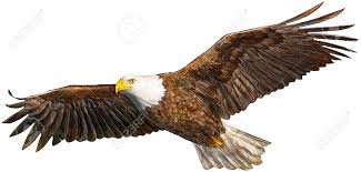 Maybe you would like to learn more about one of these? Bald Eagle Fliegen Hand Zeichnen Und Malen Auf Weissem Hintergrund Vektor Illustration Lizenzfrei Nutzbare Vektorgrafiken Clip Arts Illustrationen Image 54186233