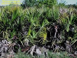 Image result for Serenoa repens