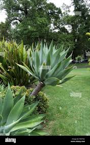 Image result for Agave attenuata