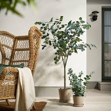 Image result for Eucalyptus