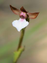 Image result for Neobolusia