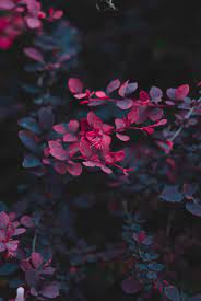 387,000+ vectors, stock photos & psd files. Dark Flowers Pictures Download Free Images On Unsplash