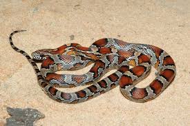 Résultat de recherche d'images pour "Le Grand Désert de Victoria serpents"