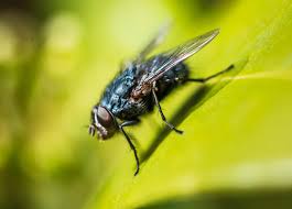 Organisasi kesehatan dunia (who) mengatakan periode inkubasi berlangsung hingga 14 hari. Ciri Ciri Urutan Diptera Lalat Nyamuk Dan Banyak Lagi