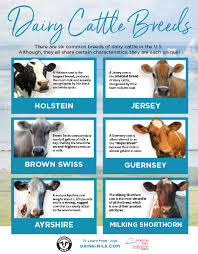 Dairy Cattle Breeds Poster Drink Milk Com Dairy Cattle Dairy Cow Breeds Cattle