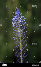 Image result for Asparagus natalensis