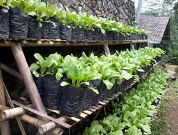 Cara menanam sawi dalam pasu. Cara Budidaya Sawi Di Pot Atau Polybag