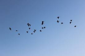 Bird group cupola view barn, stonedge farm, ashover s450lw. Birds Flying Sky Group Of Animals Large Group Of Animals Bird Vertebrate Blue Piqsels