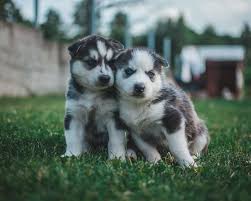 Siberian husky puppies are counted in the top twenty most popular dog breeds adopted today. Mini Husky Dog Breed Size Price Characteristics And Care Tips Brisk Pets