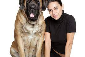 7 1/2 long x 8 3/4 knot girth x 5 shaft girth. English Mastiff Breed Description Character Dogbible