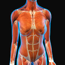 Abdomen anatomy mcqs  a total of 138 mcqs that cover the anatomy of abdomen region  these mcqs are divided to stage i and stage ii dependent on the level of difficulty  answers are provided at the end of the questions stage i anterior abdominal wall 1. X Ray View Of Female Chest And Abdomen Photograph By Hank Grebe