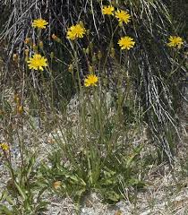 Image result for Crepis