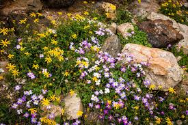 Image result for Malcolmia maritima
