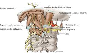 Oct 22, 2020 · the root canals travel from the tip of the tooth's root into the pulp chamber. Detethering Of The C2 Nerve Root And Avoidance Of Transection And Injury During C1 Screw Placement A Cadaveric Feasibility Study Sciencedirect