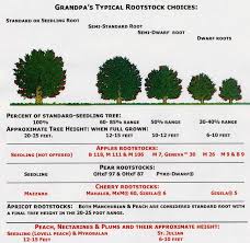 rootstocks and tree spacing made simple