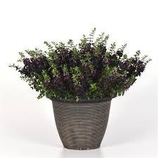 Image result for Angelonia